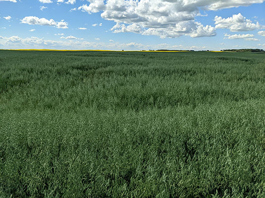 Oats in Lanigan%2c SK. Full image view opens in a new window.